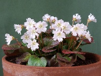 Shortia galacifolia x uniflora 'Brian Wilson'
